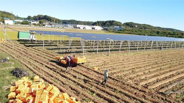 Agricultural - Complementary Photovoltaic Mounting Structures  1 (37)